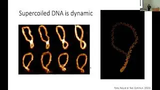 NGBS2022 Talk 6: Atomic force microscopy uncovers invisible complexities of the genome - Alice Pyne