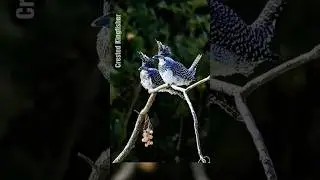 Crested Kingfisher &ndash; The Majestic River Hunter