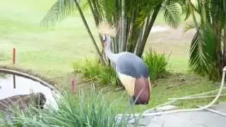 Grey Crowned Crane dancing