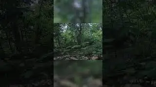 I #set  an #animals  #photo  #trap  in the #forest  #nature  #badgers #84