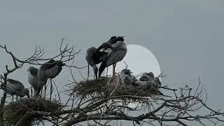 Bird Finding Shelter in Flooded Lands 0036