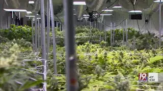 Local Hemp Grower Talks Dispensories | Dec. 19, 2024 | News 19 at 4 p.m.