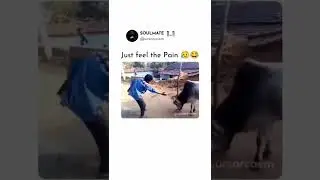 bull vs man funny meme @TopFunnyMemes #youtubeshorts #shorts