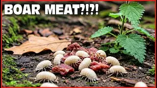 Isopods Eat Boar Meat and Nettle Surprise! Isopod House Terrarium