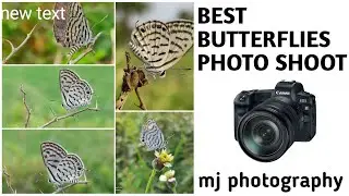 World Best butterfly  photo shoot and slow motionv videography