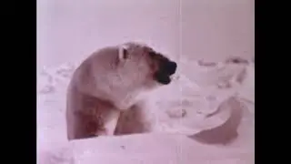 Animals Of The Arctic (1979) Zoology