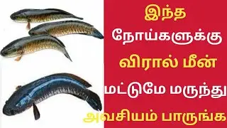 விரால் மீனின் ரகசியம் தெரியுமா!/Health Benefits of Snakehead Fish in Tamil/Viral Fish/Viral Meen