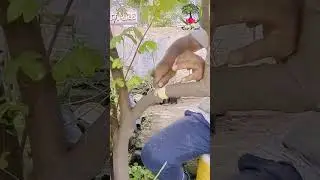 easiest technique for Airlayering thick branches || propagation technique || #airlayering #bonsai