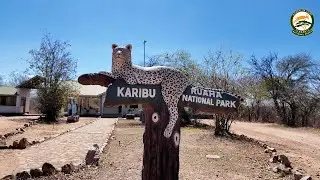 EXPLORE RUAHA NATIONAL PARK - Tanzania&rsquo;s vast wilderness of wildlife, adventure, and conservation