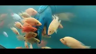 Strange behavior of Gold fish