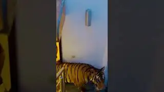 Big bengal tiger chain tor kar bhag gya (mian saqib)