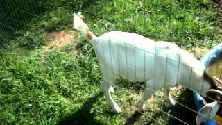 Goat climbing fence like a ninja