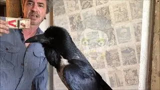 Raven plays catch, says throw it