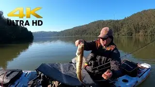 Pesca aos Luciopercas no rio Douro (4K ULTRA HD)