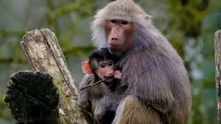 Baboon, monkey, baboon family, panda, orangotang, red panda, monkey family, baboon family, wild life