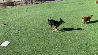 The Adventures Of Tiny Pooches In The Playground