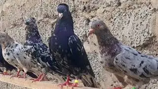 Приехал знакомому Голубятнику,Тут столько Мраморных голубей красивых и достойных Кабутарлар Uz!!!