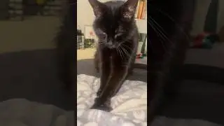 In his feels #blackcat #blackcats #cat #purr