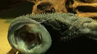 Acanthicus hystrix