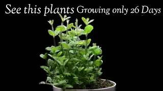 Plants growing || see this plants Grow in 26 Days  || @PenoBio 