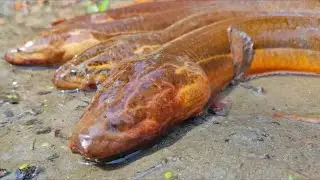 Best Oil Fishing | Unique Fishing in Eel Fish-Hole with Fishing Oil
