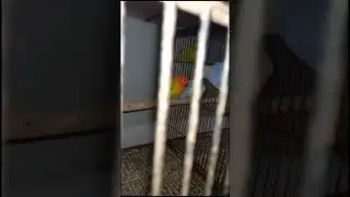 #varil #cricket #lovebird #partyparrot #parrot #shout #ytshort