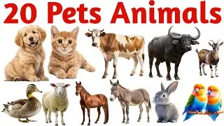 20 पालतू जानवरों के नाम | 20 Pet Animals Names in English for Kids Learning Vocabulary