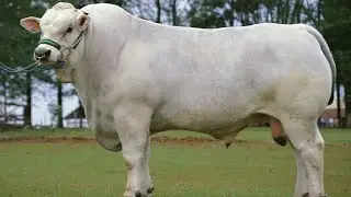 Giant Herd! 4 Giant Cattle Breeds Outperforming Traditional Beef This Year