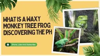 What Is a Waxy Monkey Tree Frog Discovering the Ph
