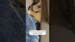Attempted Sneak, Fully Exposed Cat