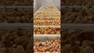 বর্তমানে কিভাবে মুরগি পালন করা হয় | Chicken Farming