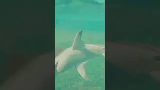 Far Cry 6 Kill Animation Me vs Shark 🦈 #shorts