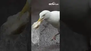 Smart Herring Gull| CCTV English
