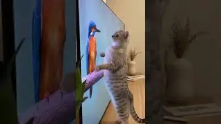 This Cat Is Absolutely Losing It Over a Bird on TV 😂🐱🐦