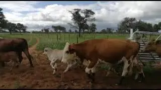 TIMED AUCTIONS: 2 Lots of 15 Cows and calves