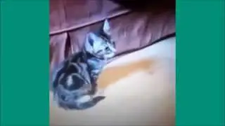 Phil Harris - Ev'rybody Wants to be a Cat (cat video compilation)