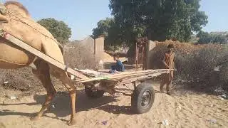 Camel cart riding desert #goat #anmals #funnyanimal #viral #animallife #animallife #camel #viral 