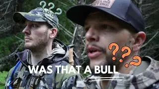 Archery Elk 2024 Western Washington|4K Film