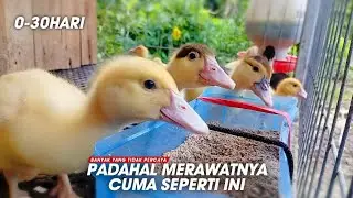 CARA MERAWAT MATERI ENTOK JUMBO AGAR CEPAT BESAR