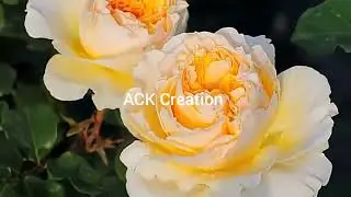 Beauty of nature #rose#tulip#spring#flower#viral video #video#beautiful flowers #nature#rose garden 