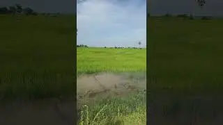 #pathuthalamoviescene #nature #pathuthalareviewtamil