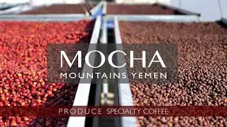 Mocha coffee yemen 🇾🇪