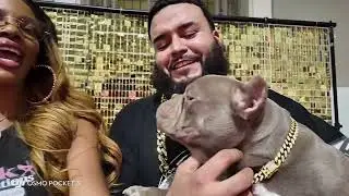 1st place WINNER Interviews by GiGI🔥 #phillybullyshow #bullyshow #doglover #dogshow #admkennels 
