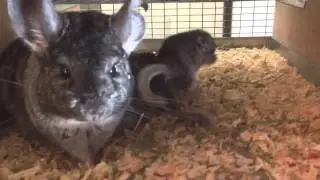 Very active 4-hour old chinchilla kits