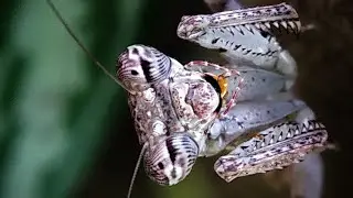 Praying Mantis eating an Ant | Redmi Note 5 Pro | Skyvik Signi Macro Lens