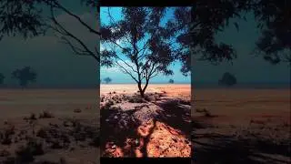 Day 78 Mysterious Tree | Umbrella Thorn Acacia &ndash; The Desert's Survivor | पृथ्वी के सबसे कठोर पेड़
