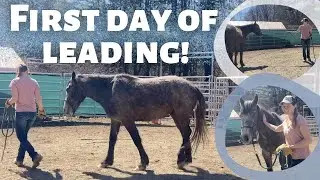 Mustang's first time leading | Merlin learning basic groundwork part 1