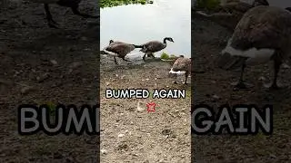 BUMPED AGAIN 🪿💢 #GooseIncoming #AngryGoose #GooseAttack #funnyanimals