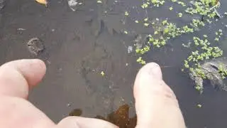 Spiny Softshell (Apalone spinifera) - 20190905 174018