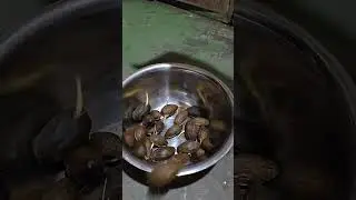 Betel nut, bua or moma #trending #nganga #shorts